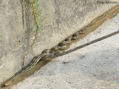 Pituophis lineaticollis