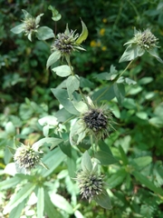 Pycnanthemum setosum