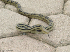 Pituophis lineaticollis
