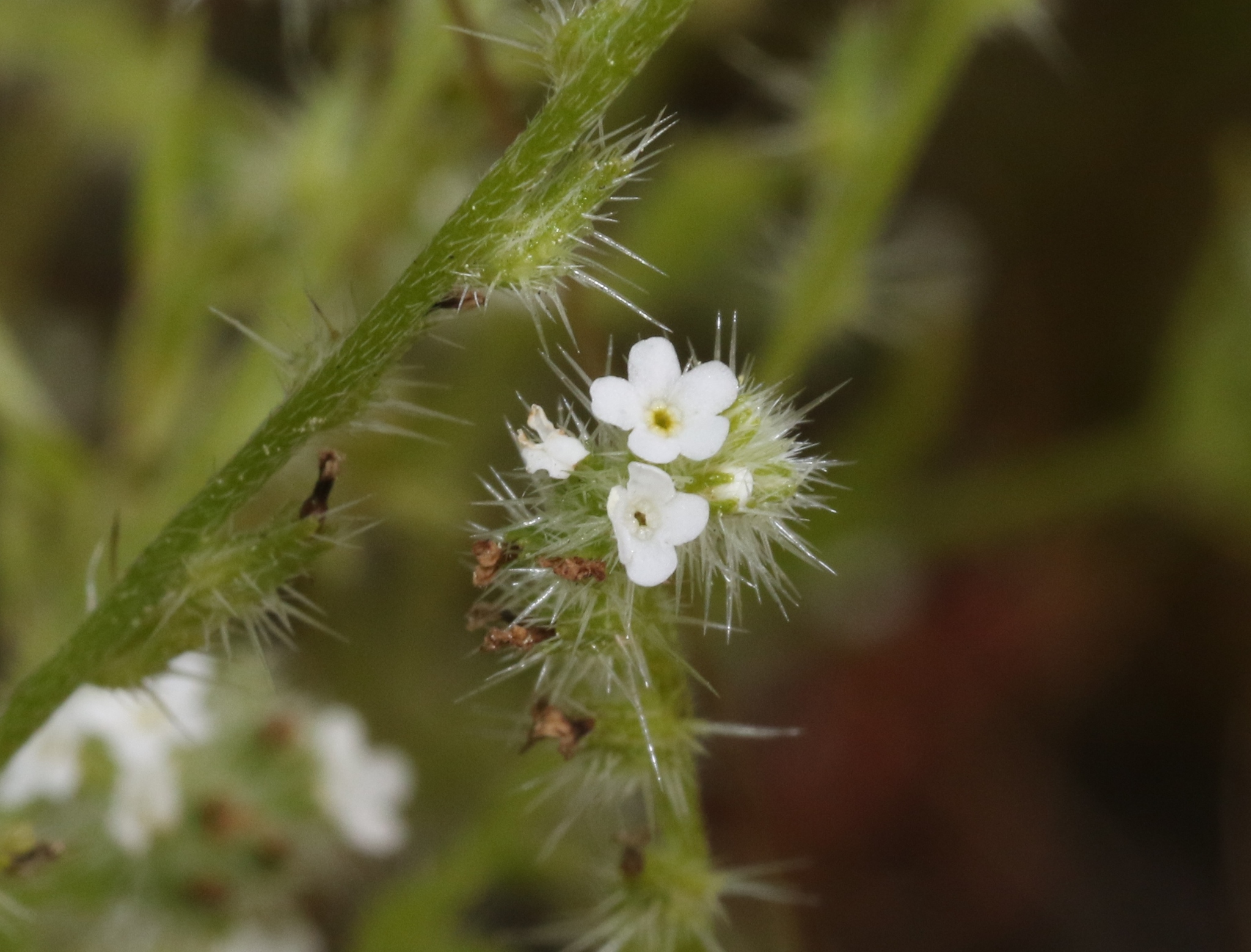 Cryptantha microstachys