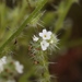 Tejon Cryptantha - Photo (c) James Bailey, some rights reserved (CC BY-NC), uploaded by James Bailey