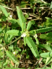 Croton glandulosus septentrionalis