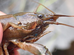 Faxonius quinebaugensis