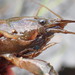 Quinebaug River Crayfish - Photo (c) chris buelow, some rights reserved (CC BY-NC), uploaded by chris buelow