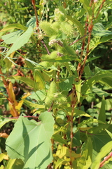 Xanthium orientale italicum