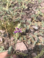 Dalea lanata terminalis