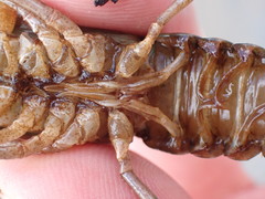 Faxonius quinebaugensis