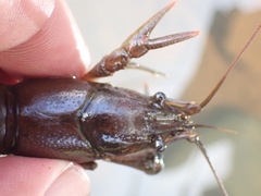 Faxonius quinebaugensis