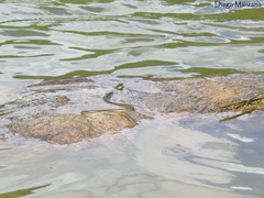 Thamnophis chrysocephalus