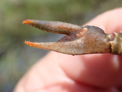 Faxonius quinebaugensis