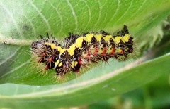 Acronicta oblinita