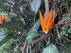 Strelitzia reginae