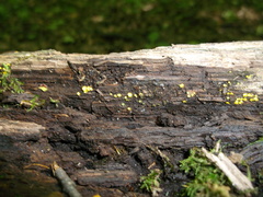 Chlorosplenium