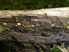 Chlorosplenium