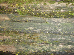 Chlorosplenium