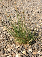 Carex athrostachya