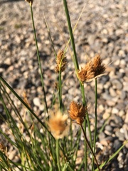 Carex athrostachya