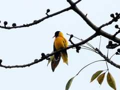 Oriolus xanthornus