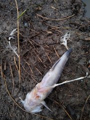 Gillichthys mirabilis