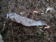 Gillichthys mirabilis