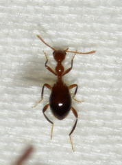 Acanthinus argentinus