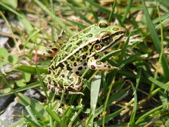 Lithobates pipiens