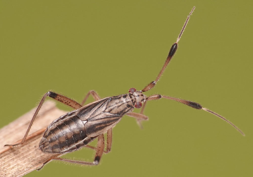 Actinocoris