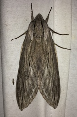 Sphinx canadensis