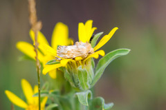 Pseudanthoecia tumida