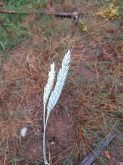 Triticum aestivum