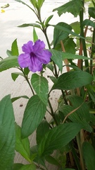 Ruellia simplex