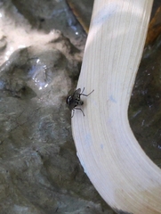 Limnophora obsignata