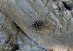 Limnophora obsignata