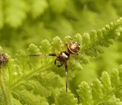 Dennstaedtia punctilobula