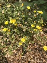 Helminthotheca echioides