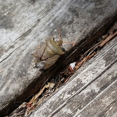 Euschistus conspersus