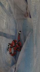 Micrurus dumerilii carinicauda