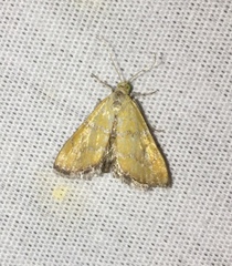 Xanthophysa psychicalis