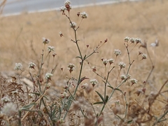 Eriogonum angulosum