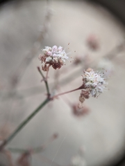 Eriogonum angulosum