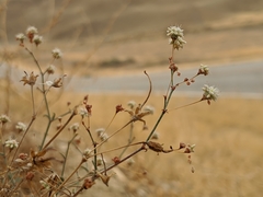 Eriogonum angulosum
