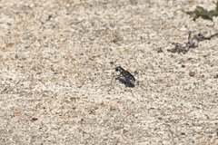 Cicindela ocellata rectilatera