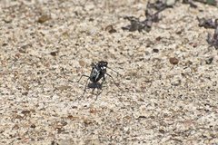 Cicindela ocellata rectilatera