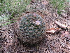 Mammillaria discolor
