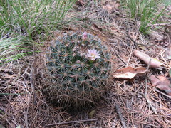 Mammillaria discolor