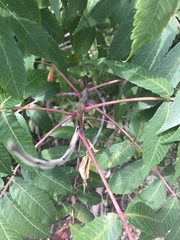 Rhus × borealis