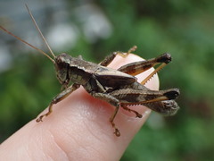 Melanoplus walshii
