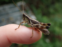 Melanoplus walshii