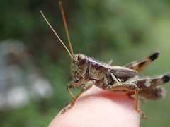 Melanoplus walshii