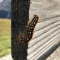 Eriogaster arbusculae